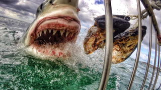 Insane close-up photo of a white shark will give me nightmares forever